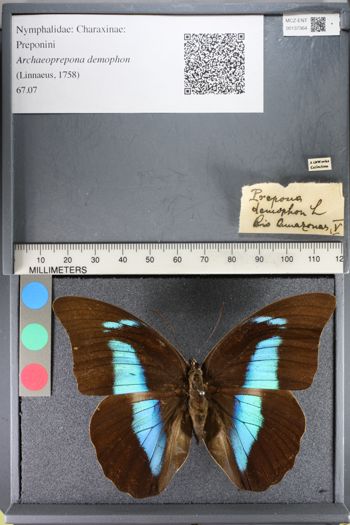 Media type: image;   Entomology 137364